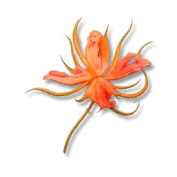 Essence of Fire