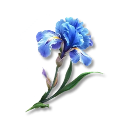 Dewfall Iris