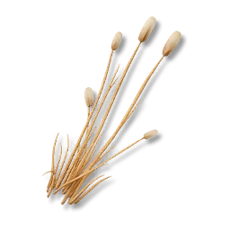 Candleweed