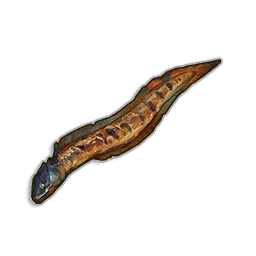 Burnt Beltfish