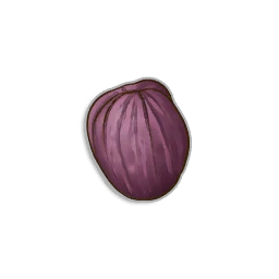 Irit Seeds