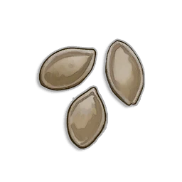 Pumpkin Seeds