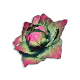 Cabbage