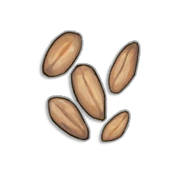 Wheat Seeds